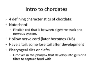 Intro to chordates
- 4 defining characteristics of chordata:
- Notochord
- Flexible rod that is between digestive track and
nervous system.
- Hollow nerve cord (later becomes CNS)
- Have a tail: some lose tail after development
- Pharyngeal slits or clefts
- Grooves in the pharynx that develop into gills or a
filter to capture food with
 
