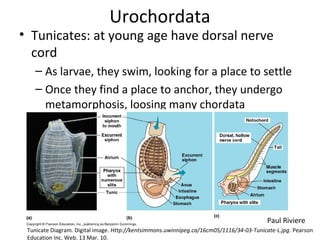 Urochordata
• Tunicates: at young age have dorsal nerve
cord
– As larvae, they swim, looking for a place to settle
– Once they find a place to anchor, they undergo
metamorphosis, loosing many chordata
characteristics (nervous system, muscles, etc.)
Tunicate Diagram. Digital image. Http://kentsimmons.uwinnipeg.ca/16cm05/1116/34-03-Tunicate-L.jpg. Pearson
Education Inc. Web. 13 Mar. 10.
Paul Riviere
 