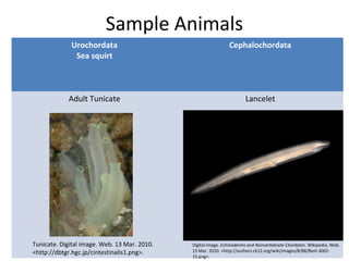 Sample Animals
Urochordata
Sea squirt
Cephalochordata
Adult Tunicate Lancelet
Tunicate. Digital image. Web. 13 Mar. 2010.
<http://dbtgr.hgc.jp/cintestinalis1.png>.
Digital image. Echinoderms and Nonvertebrate Chordates. Wikipedia. Web.
13 Mar. 2010. <http://authors.ck12.org/wiki/images/8/88/BioII-3002-
15.png>.
 
