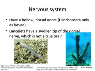 Nervous system
• Have a hollow, dorsal nerve (Urochordata only
as larvae)
• Lancelets have a swollen tip of the dorsal
nerve, which is not a true brain
Paul RiviereGiant Sea Sponge. Digital image. Mongabay. Web. 13 Mar. 2010.
<http://travel.mongabay.com/belize/600/belize_uw0087.JPG>.
Digital image. AllPosters. Web. 13 Mar. 2010.
<http://img.allposters.com/6/LRG/29/2910/QDSP
D00Z.jpg>.
 