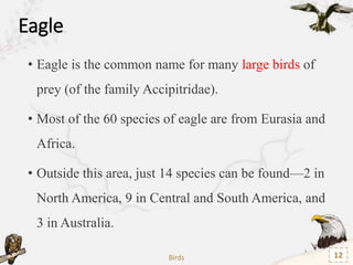 Classification
Kingdom: Animalia
Phylum: Chordata
Class: Aves
Order: Accipitriformes
Family: Accipitridae
Birds 13
 