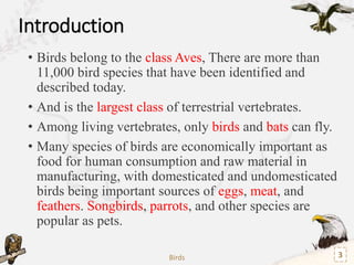 Classification
Kingdom: Animalia
Phylum: Chordata
Superclass: Gnathostomata
Class: Aves (Birds)
Infraclass : Palaeognathae...