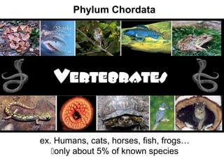 ex. Humans, cats, horses, fish, frogs…
only about 5% of known species
Phylum Chordata
 
