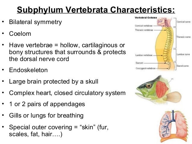 Chordate characteristics 2016
