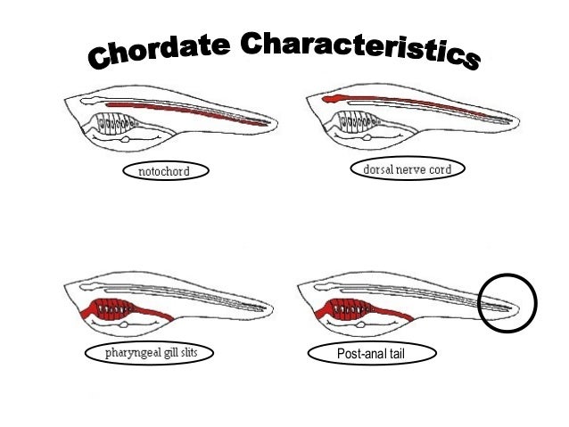 chordate characteristics 2016
