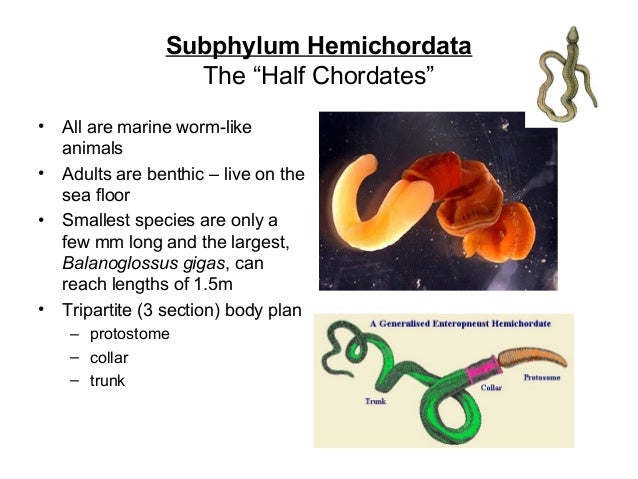 chordate characteristics 2016