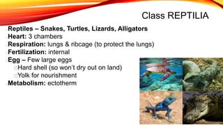 Chordate visual data 5