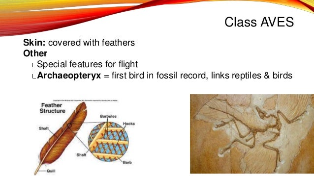 Chordate classes