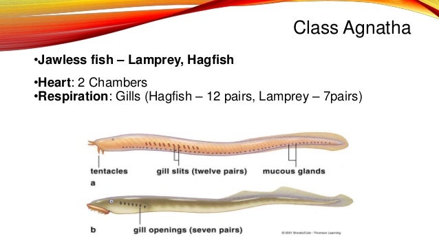 Chordate classes