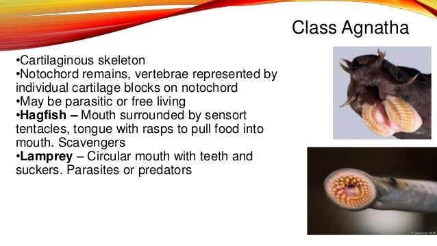 Chordate classes