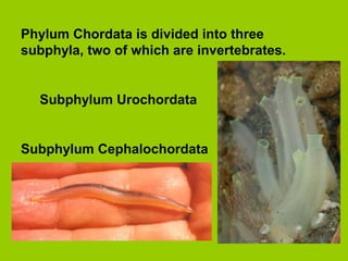 Phylum Chordata is divided into three
subphyla, two of which are invertebrates.
Subphylum Urochordata
Subphylum Cephalochordata
 
