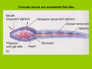 Tunicate larvae are somewhat fish-like.Tunicate larvae are somewhat fish-like.
 