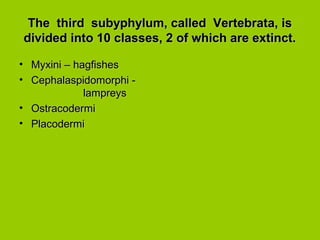 The third subyphylum, called Vertebrata, isThe third subyphylum, called Vertebrata, is
divided into 10 classes, 2 of which are extinct.divided into 10 classes, 2 of which are extinct.
• Myxini – hagfishesMyxini – hagfishes
• Cephalaspidomorphi -Cephalaspidomorphi -
lampreyslampreys
• OstracodermiOstracodermi
• PlacodermiPlacodermi
 