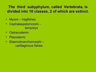 The third subyphylum, called Vertebrata, isThe third subyphylum, called Vertebrata, is
divided into 10 classes, 2 of which are extinct.divided into 10 classes, 2 of which are extinct.
• Myxini – hagfishesMyxini – hagfishes
• Cephalaspidomorphi -Cephalaspidomorphi -
lampreyslampreys
• OstracodermiOstracodermi
• PlacodermiPlacodermi
• Elasmobranchomorphi –Elasmobranchomorphi –
cartilaginous fishescartilaginous fishes
 