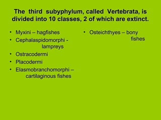 The third subyphylum, called Vertebrata, isThe third subyphylum, called Vertebrata, is
divided into 10 classes, 2 of which are extinct.divided into 10 classes, 2 of which are extinct.
• Myxini – hagfishesMyxini – hagfishes
• Cephalaspidomorphi -Cephalaspidomorphi -
lampreyslampreys
• OstracodermiOstracodermi
• PlacodermiPlacodermi
• Elasmobranchomorphi –Elasmobranchomorphi –
cartilaginous fishescartilaginous fishes
• Osteichthyes – bonyOsteichthyes – bony
fishesfishes
 