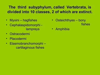 The third subyphylum, called Vertebrata, isThe third subyphylum, called Vertebrata, is
divided into 10 classes, 2 of which are extinct.divided into 10 classes, 2 of which are extinct.
• Myxini – hagfishesMyxini – hagfishes
• Cephalaspidomorphi -Cephalaspidomorphi -
lampreyslampreys
• OstracodermiOstracodermi
• PlacodermiPlacodermi
• Elasmobranchomorphi –Elasmobranchomorphi –
cartilaginous fishescartilaginous fishes
• Osteichthyes – bonyOsteichthyes – bony
fishesfishes
• AmphibiaAmphibia
 