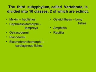 The third subyphylum, called Vertebrata, isThe third subyphylum, called Vertebrata, is
divided into 10 classes, 2 of which are extinct.divided into 10 classes, 2 of which are extinct.
• Myxini – hagfishesMyxini – hagfishes
• Cephalaspidomorphi -Cephalaspidomorphi -
lampreyslampreys
• OstracodermiOstracodermi
• PlacodermiPlacodermi
• Elasmobranchomorphi –Elasmobranchomorphi –
cartilaginous fishescartilaginous fishes
• Osteichthyes – bonyOsteichthyes – bony
fishesfishes
• AmphibiaAmphibia
• ReptiliaReptilia
 