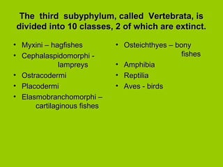 The third subyphylum, called Vertebrata, isThe third subyphylum, called Vertebrata, is
divided into 10 classes, 2 of which are extinct.divided into 10 classes, 2 of which are extinct.
• Myxini – hagfishesMyxini – hagfishes
• Cephalaspidomorphi -Cephalaspidomorphi -
lampreyslampreys
• OstracodermiOstracodermi
• PlacodermiPlacodermi
• Elasmobranchomorphi –Elasmobranchomorphi –
cartilaginous fishescartilaginous fishes
• Osteichthyes – bonyOsteichthyes – bony
fishesfishes
• AmphibiaAmphibia
• ReptiliaReptilia
• Aves - birdsAves - birds
 