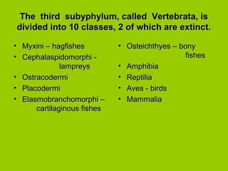 The third subyphylum, called Vertebrata, isThe third subyphylum, called Vertebrata, is
divided into 10 classes, 2 of which are extinct.divided into 10 classes, 2 of which are extinct.
• Myxini – hagfishesMyxini – hagfishes
• Cephalaspidomorphi -Cephalaspidomorphi -
lampreyslampreys
• OstracodermiOstracodermi
• PlacodermiPlacodermi
• Elasmobranchomorphi –Elasmobranchomorphi –
cartilaginous fishescartilaginous fishes
• Osteichthyes – bonyOsteichthyes – bony
fishesfishes
• AmphibiaAmphibia
• ReptiliaReptilia
• Aves - birdsAves - birds
• MammaliaMammalia
 