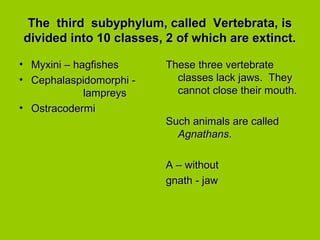 The third subyphylum, called Vertebrata, isThe third subyphylum, called Vertebrata, is
divided into 10 classes, 2 of which are extinct.divided into 10 classes, 2 of which are extinct.
• Myxini – hagfishesMyxini – hagfishes
• Cephalaspidomorphi -Cephalaspidomorphi -
lampreyslampreys
• OstracodermiOstracodermi
These three vertebrateThese three vertebrate
classes lack jaws. Theyclasses lack jaws. They
cannot close their mouth.cannot close their mouth.
Such animals are calledSuch animals are called
AgnathansAgnathans..
A – withoutA – without
gnath - jawgnath - jaw
 