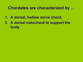 Chordates are characterized by …Chordates are characterized by …
1.1. A dorsal, hollow nerve chord.A dorsal, hollow nerve chord.
2.2. A dorsal notochord to support theA dorsal notochord to support the
body.body.
 