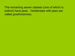 The remaining seven classes (one of which is
extinct) have jaws. Vertebrates with jaws are
called gnathostomes.
 