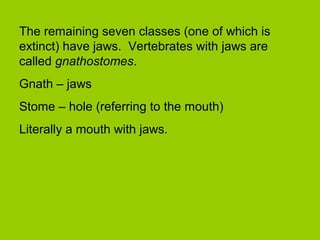 The remaining seven classes (one of which is
extinct) have jaws. Vertebrates with jaws are
called gnathostomes.
Gnath – jaws
Stome – hole (referring to the mouth)
Literally a mouth with jaws.
 