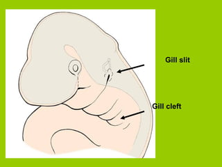 Gill slit
Gill cleft
 