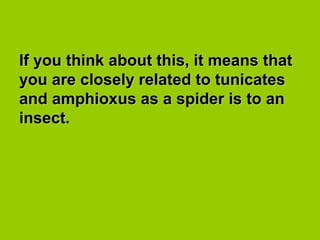 If you think about this, it means thatIf you think about this, it means that
you are closely related to tunicatesyou are closely related to tunicates
and amphioxus as a spider is to anand amphioxus as a spider is to an
insect.insect.
 