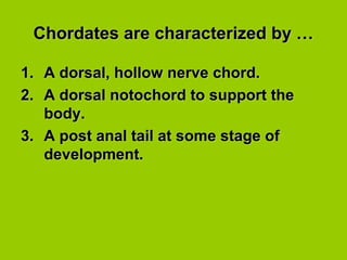 Chordates are characterized by …Chordates are characterized by …
1.1. A dorsal, hollow nerve chord.A dorsal, hollow nerve chord.
2.2. A dorsal notochord to support theA dorsal notochord to support the
body.body.
3.3. A post anal tail at some stage ofA post anal tail at some stage of
development.development.
 
