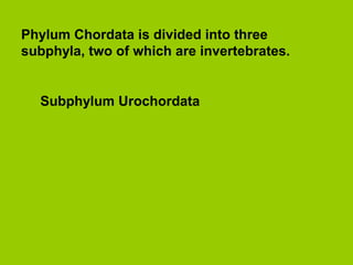 Phylum Chordata is divided into three
subphyla, two of which are invertebrates.
Subphylum Urochordata
 