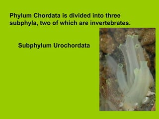 Phylum Chordata is divided into three
subphyla, two of which are invertebrates.
Subphylum Urochordata
 