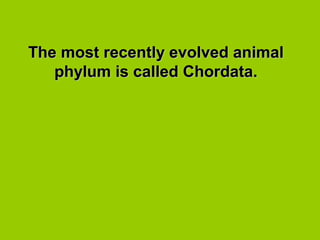 The most recently evolved animalThe most recently evolved animal
phylum is called Chordata.phylum is called Chordata.
 