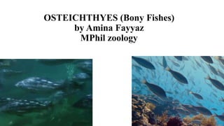 OSTEICHTHYES (Bony Fishes)
by Amina Fayyaz
MPhil zoology
 