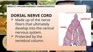 WEEK 6-7: PHYLUM CHORDATA: CHARACTERISTICS
DORSAL NERVE CORD
 Made up of the nerve
fibers that ultimately
develop into the central
nervous system.
 Protected by the
vertebral column.
 