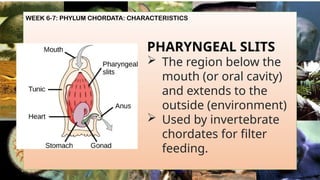WEEK 6-7: PHYLUM CHORDATA: CHARACTERISTICS
PHARYNGEAL SLITS
 The region below the
mouth (or oral cavity)
and extends to the
outside (environment)
 Used by invertebrate
chordates for filter
feeding.
 