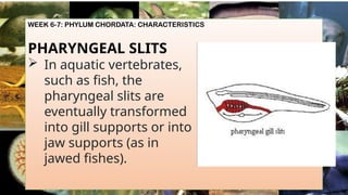WEEK 6-7: PHYLUM CHORDATA: CHARACTERISTICS
PHARYNGEAL SLITS
 In aquatic vertebrates,
such as fish, the
pharyngeal slits are
eventually transformed
into gill supports or into
jaw supports (as in
jawed fishes).
 