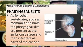 WEEK 6-7: PHYLUM CHORDATA: CHARACTERISTICS
PHARYNGEAL SLITS
 As for other
vertebrates, such as
mammals and birds,
the pharyngeal slits
are present at the
embryonic stage and
then integrate as
parts of the ear and
tonsils.
 