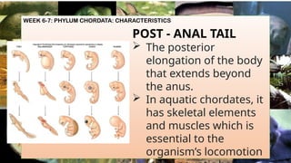 WEEK 6-7: PHYLUM CHORDATA: CHARACTERISTICS
POST - ANAL TAIL
 The posterior
elongation of the body
that extends beyond
the anus.
 In aquatic chordates, it
has skeletal elements
and muscles which is
essential to the
organism’s locomotion
 