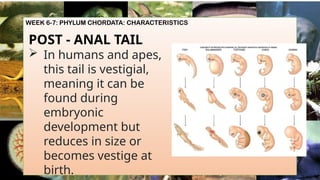 WEEK 6-7: PHYLUM CHORDATA: CHARACTERISTICS
POST - ANAL TAIL
 In humans and apes,
this tail is vestigial,
meaning it can be
found during
embryonic
development but
reduces in size or
becomes vestige at
birth.
 