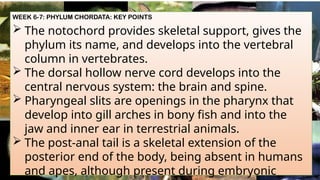 WEEK 6-7: PHYLUM CHORDATA: KEY POINTS
 The notochord provides skeletal support, gives the
phylum its name, and develops into the vertebral
column in vertebrates.
 The dorsal hollow nerve cord develops into the
central nervous system: the brain and spine.
 Pharyngeal slits are openings in the pharynx that
develop into gill arches in bony fish and into the
jaw and inner ear in terrestrial animals.
 The post-anal tail is a skeletal extension of the
posterior end of the body, being absent in humans
and apes, although present during embryonic
 