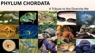 PHYLUM CHORDATA
A Tribute to the Diversity We
Know
 