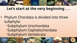 Let’s start at the very beginning . . .
• Phylum Chordata is divided into three
subphyla:
-Subphylum Urochordata
-Subphylum Cephalochordata
-Subphylum Vertebrata
 