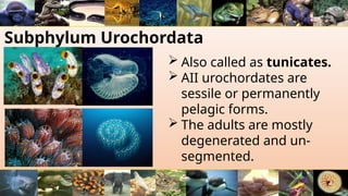 Subphylum Urochordata
 Also called as tunicates.
 AII urochordates are
sessile or permanently
pelagic forms.
 The adults are mostly
degenerated and un-
segmented.
 
