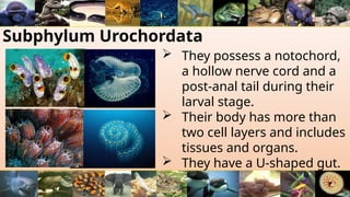 Subphylum Urochordata
 They possess a notochord,
a hollow nerve cord and a
post-anal tail during their
larval stage.
 Their body has more than
two cell layers and includes
tissues and organs.
 They have a U-shaped gut.
 