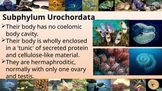 Subphylum Urochordata
Their body has no coelomic
body cavity.
Their body is wholly enclosed
in a 'tunic' of secreted protein
and cellulose-like material.
They are hermaphroditic,
normally with only one ovary
and testis.
 