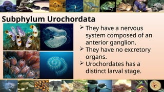 Subphylum Urochordata
 They have a nervous
system composed of an
anterior ganglion.
 They have no excretory
organs.
 Urochordates has a
distinct larval stage.
 