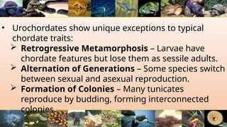 • Urochordates show unique exceptions to typical
chordate traits:
 Retrogressive Metamorphosis – Larvae have
chordate features but lose them as sessile adults.
 Alternation of Generations – Some species switch
between sexual and asexual reproduction.
 Formation of Colonies – Many tunicates
reproduce by budding, forming interconnected
colonies.
 