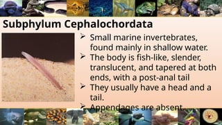 Subphylum Cephalochordata
 Small marine invertebrates,
found mainly in shallow water.
 The body is fish-like, slender,
translucent, and tapered at both
ends, with a post-anal tail
 They usually have a head and a
tail.
 Appendages are absent.
 