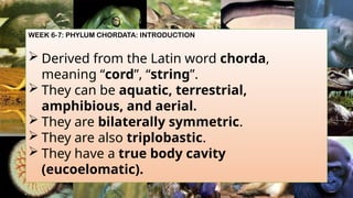 WEEK 6-7: PHYLUM CHORDATA: INTRODUCTION
 Derived from the Latin word chorda,
meaning “cord”, “string”.
 They can be aquatic, terrestrial,
amphibious, and aerial.
 They are bilaterally symmetric.
 They are also triplobastic.
 They have a true body cavity
(eucoelomatic).
 